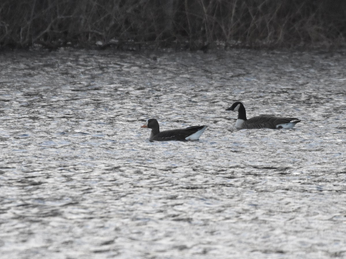 Greater White-fronted Goose - ML615185469