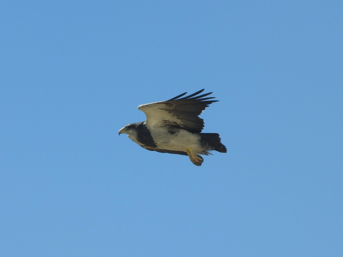 Black-chested Buzzard-Eagle - ML615185474