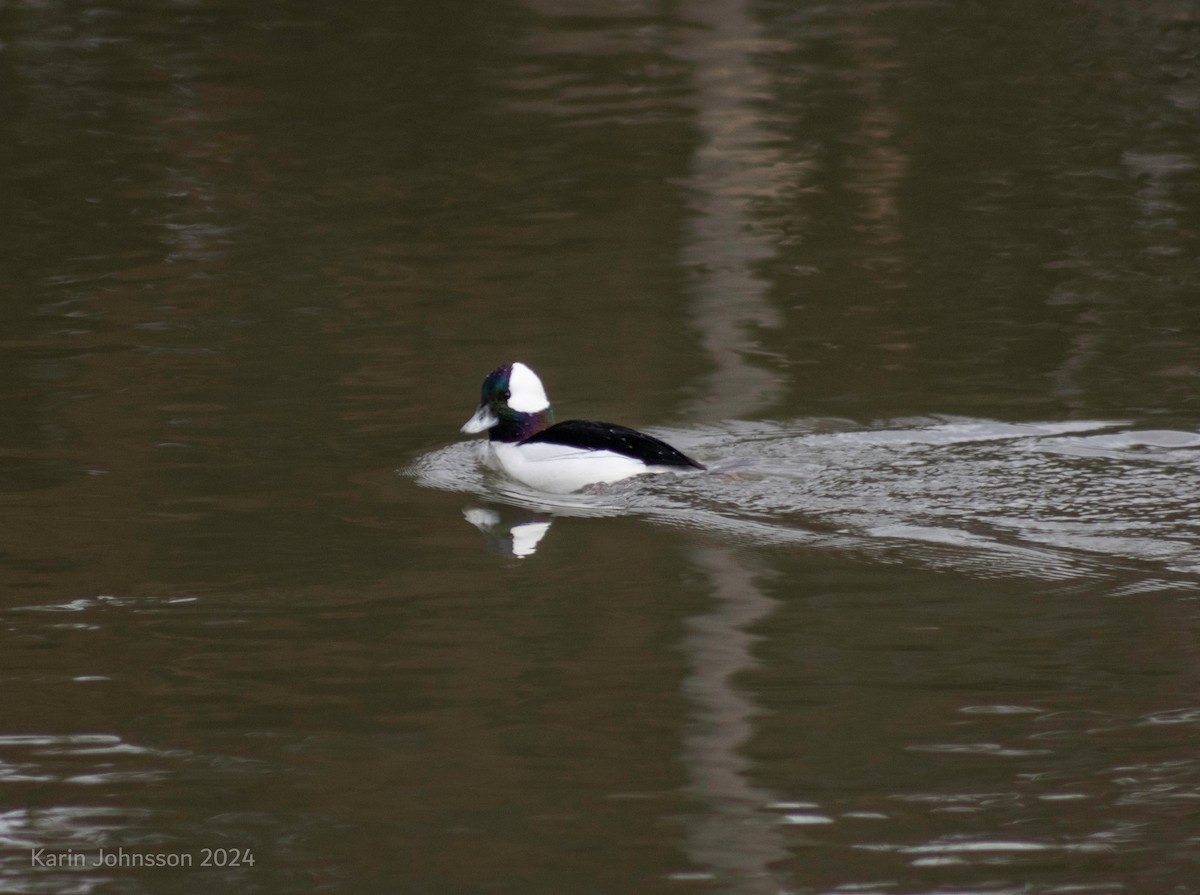 Bufflehead - ML615185475