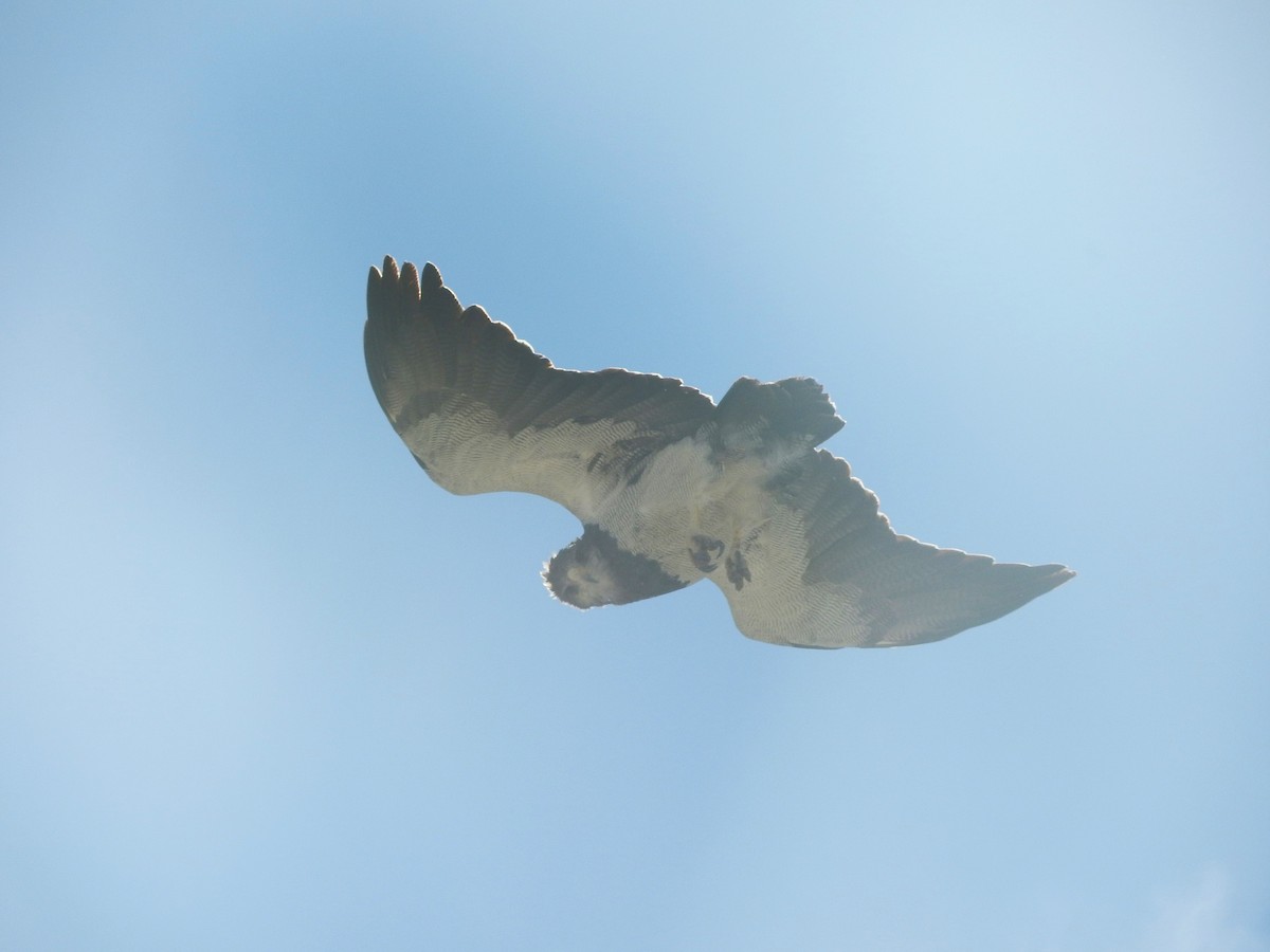 Black-chested Buzzard-Eagle - Jazmín Morel