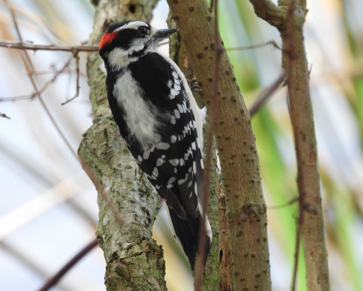 Downy Woodpecker - ML615185494