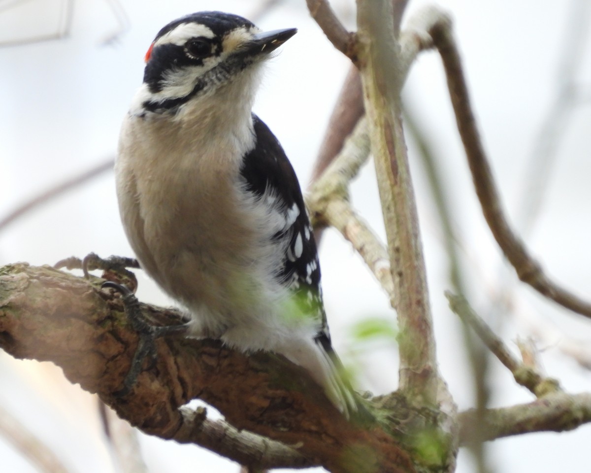 Downy Woodpecker - ML615185495