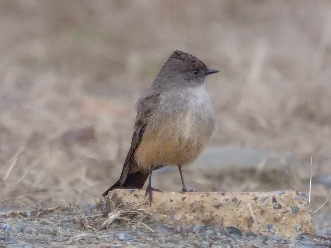 Say's Phoebe - Roger Horn