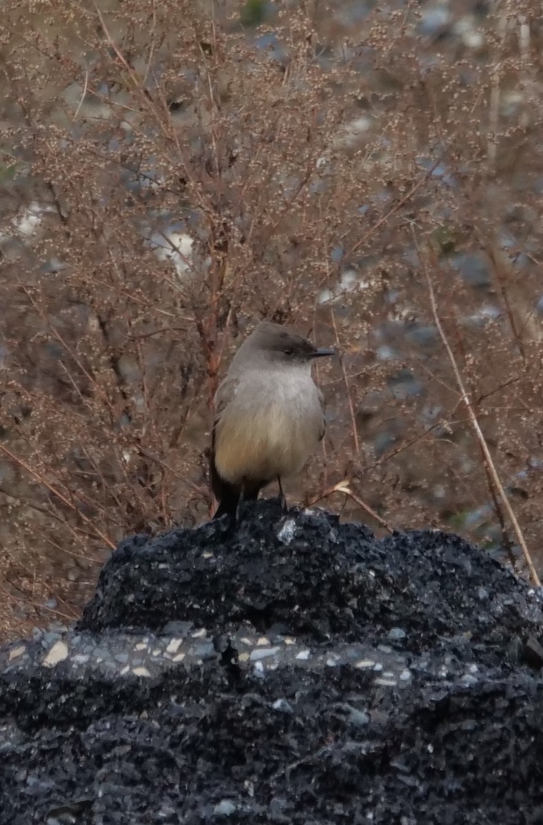 Say's Phoebe - Roger Horn