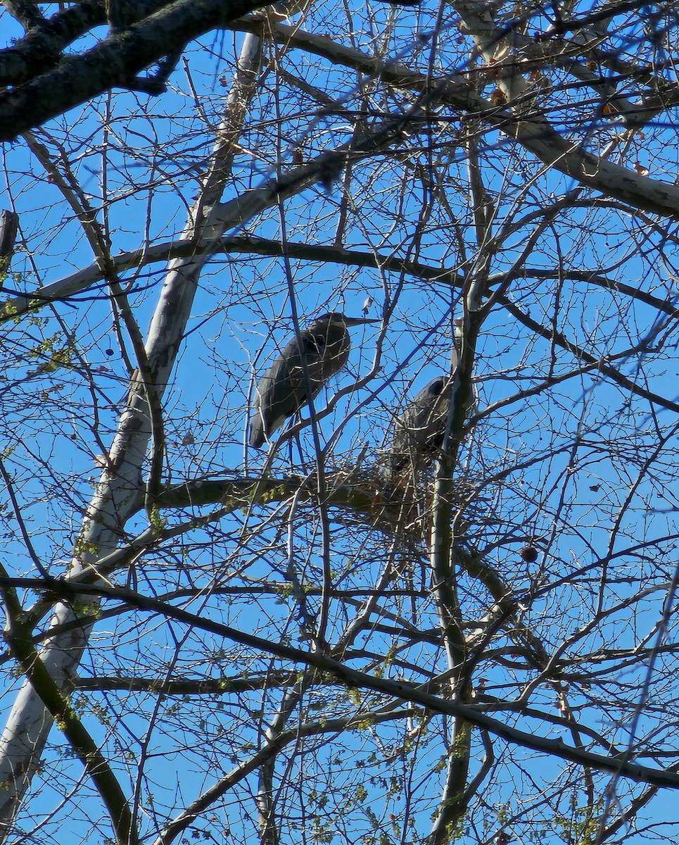 Great Blue Heron - Michelle Belden