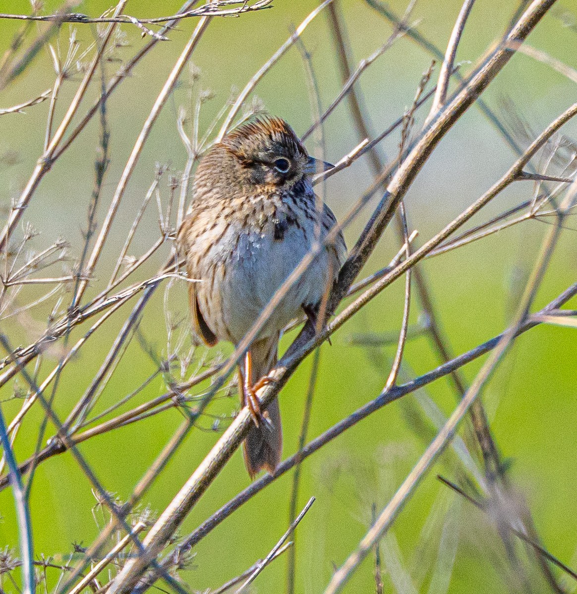 Lincoln's Sparrow - ML615185632