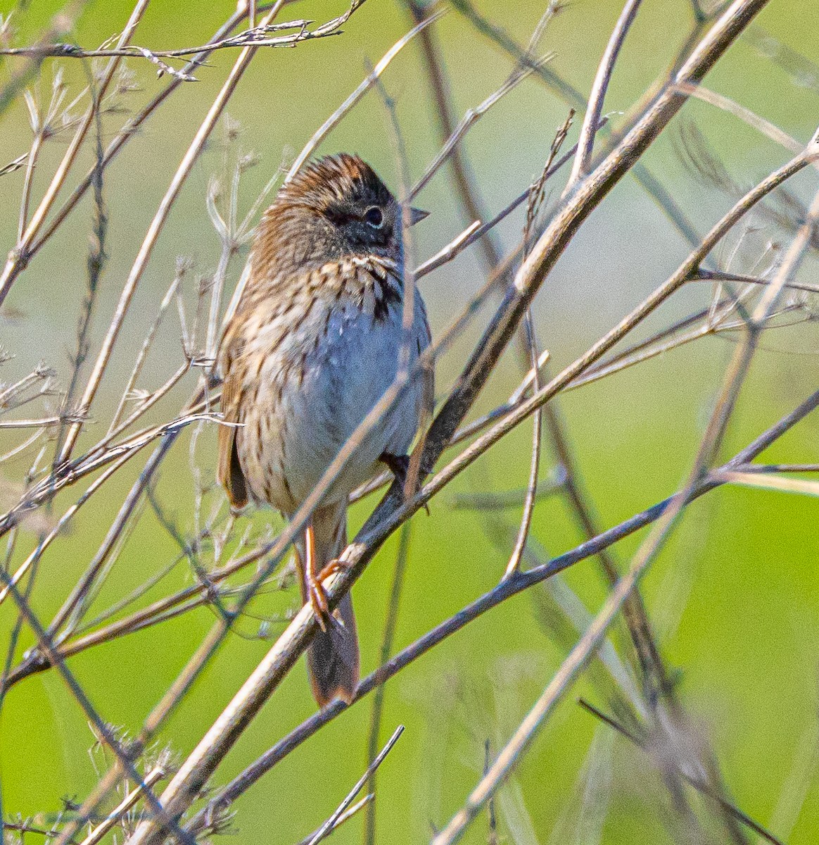 Lincoln's Sparrow - ML615185634