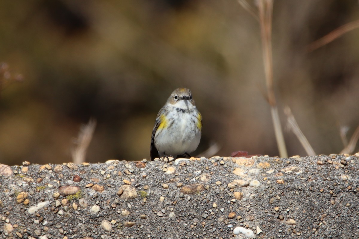 Yellow-rumped Warbler - ML615185663