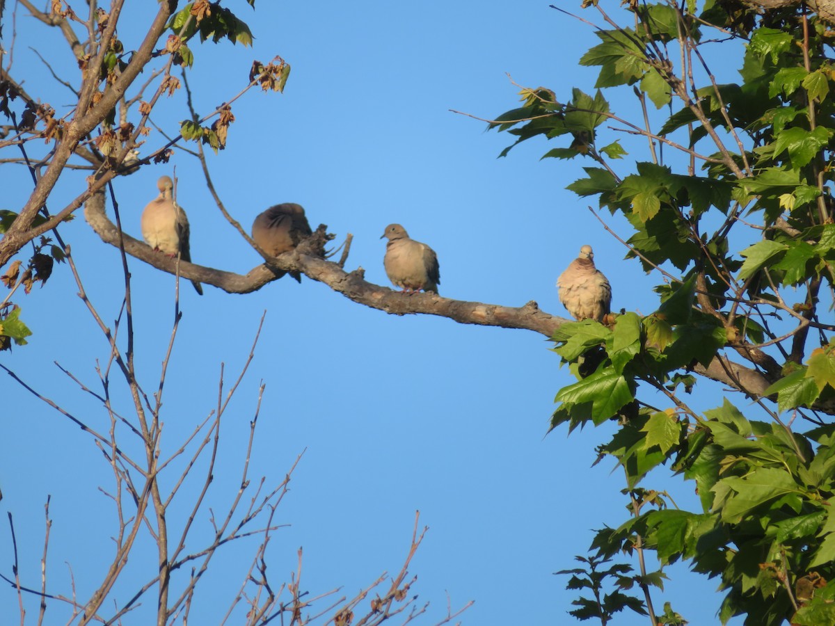 Mourning Dove - ML615185727