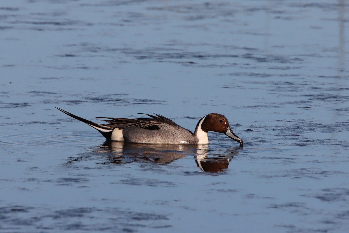 Northern Pintail - ML615185729