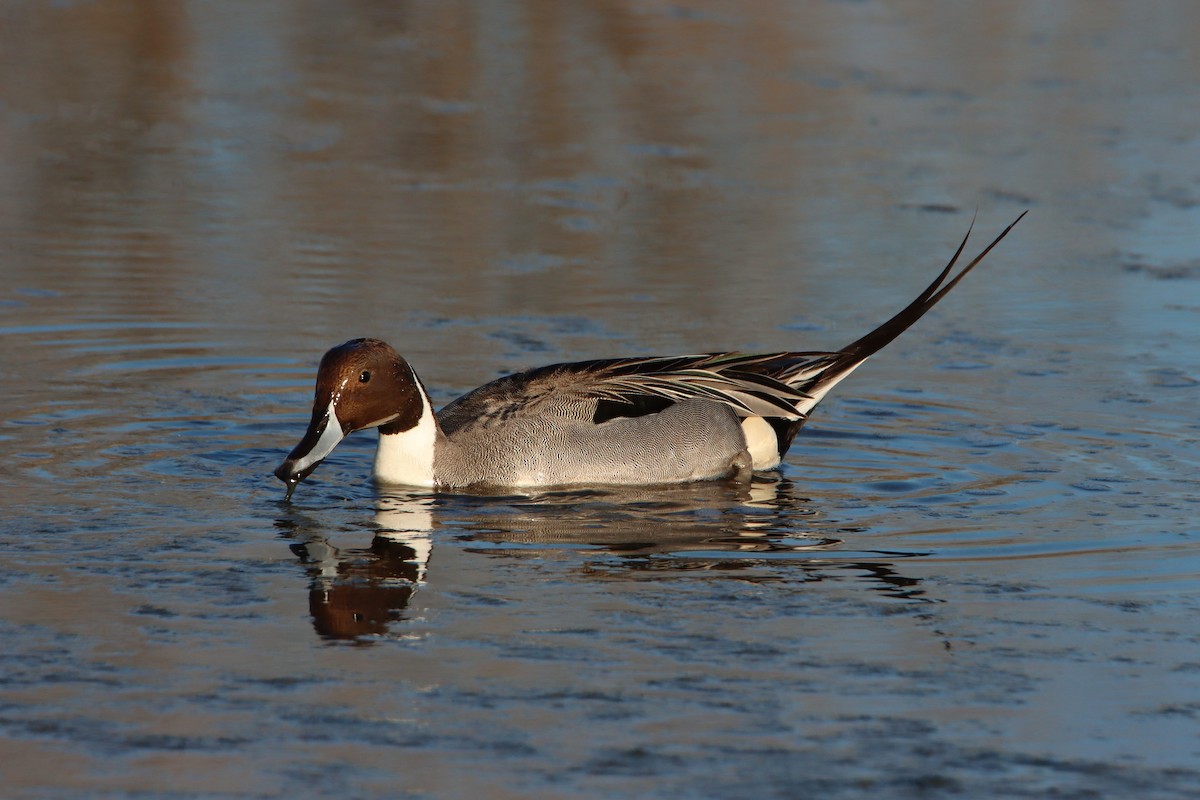 Northern Pintail - ML615185730