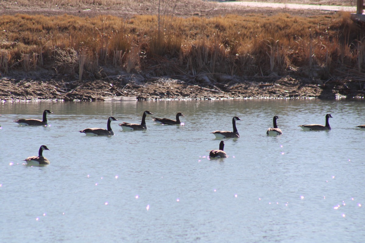 Greater White-fronted Goose - ML615185736