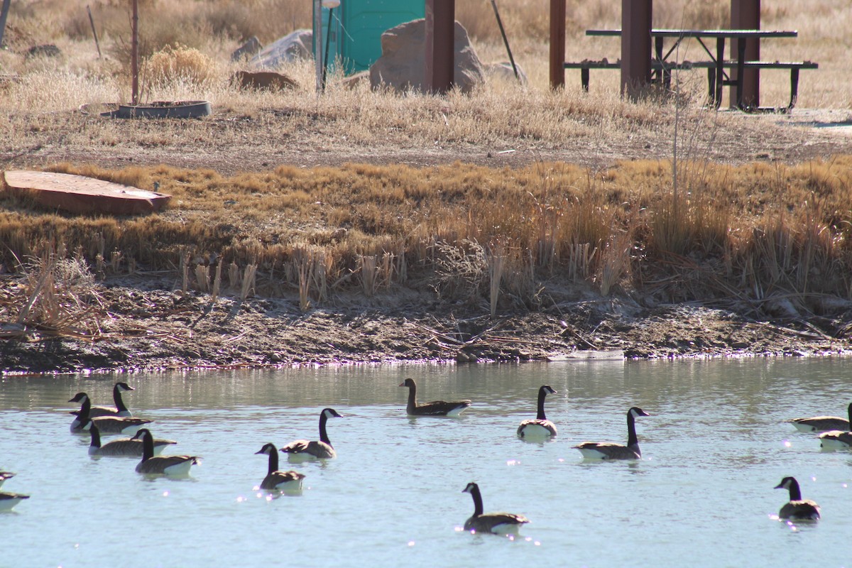 Greater White-fronted Goose - ML615185739