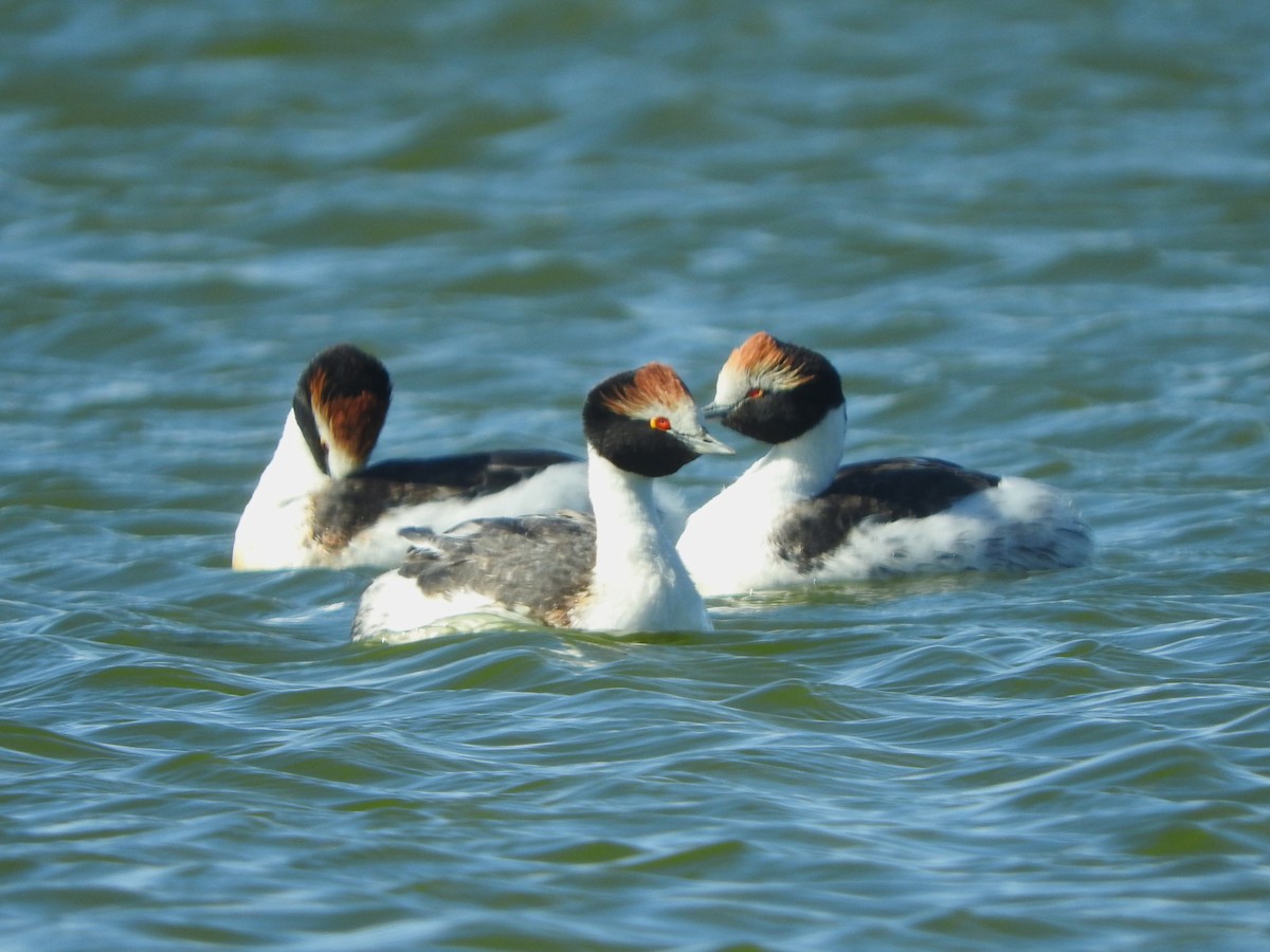 Hooded Grebe - ML615185821