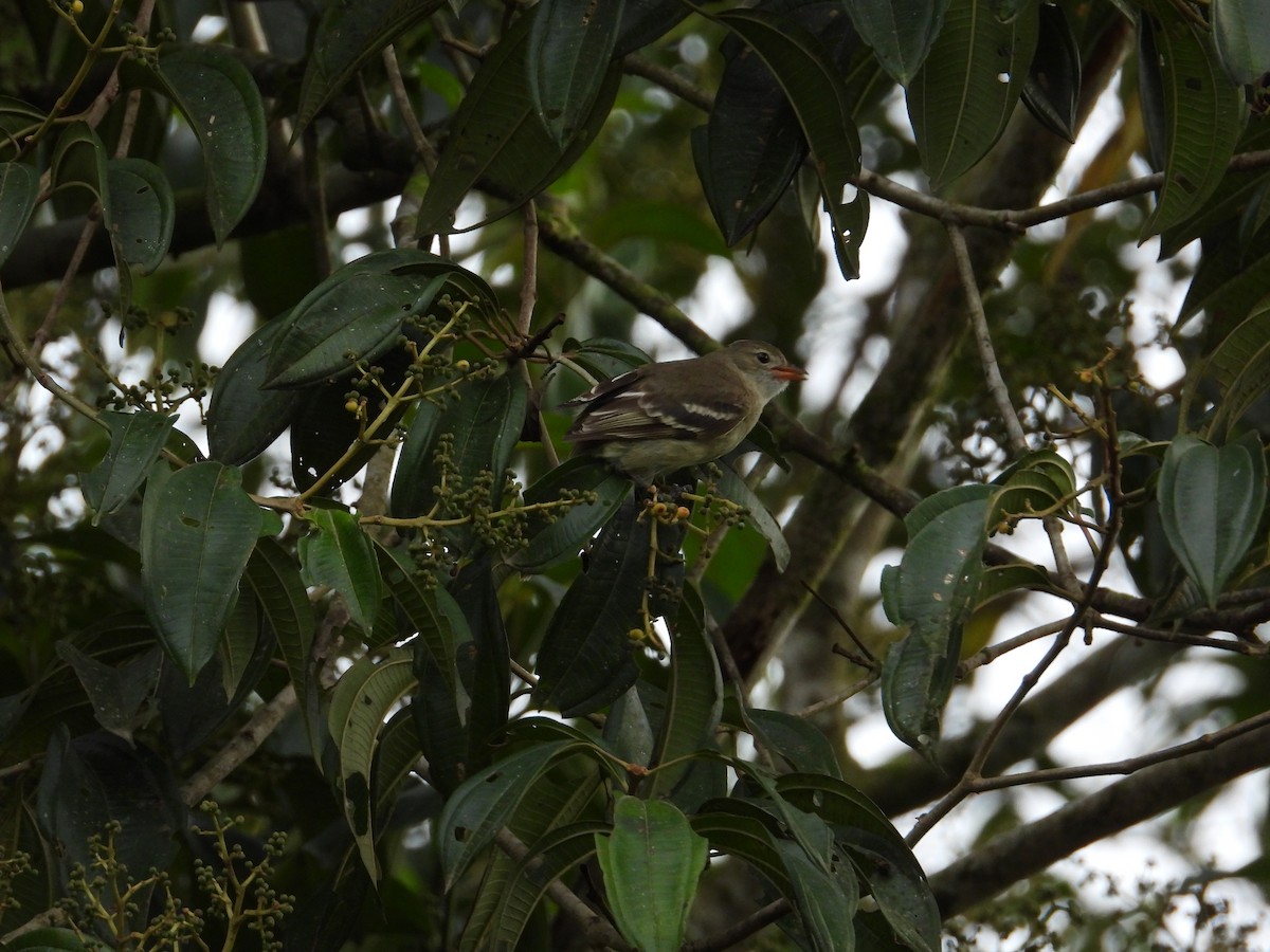 nariñoelenia - ML615185881