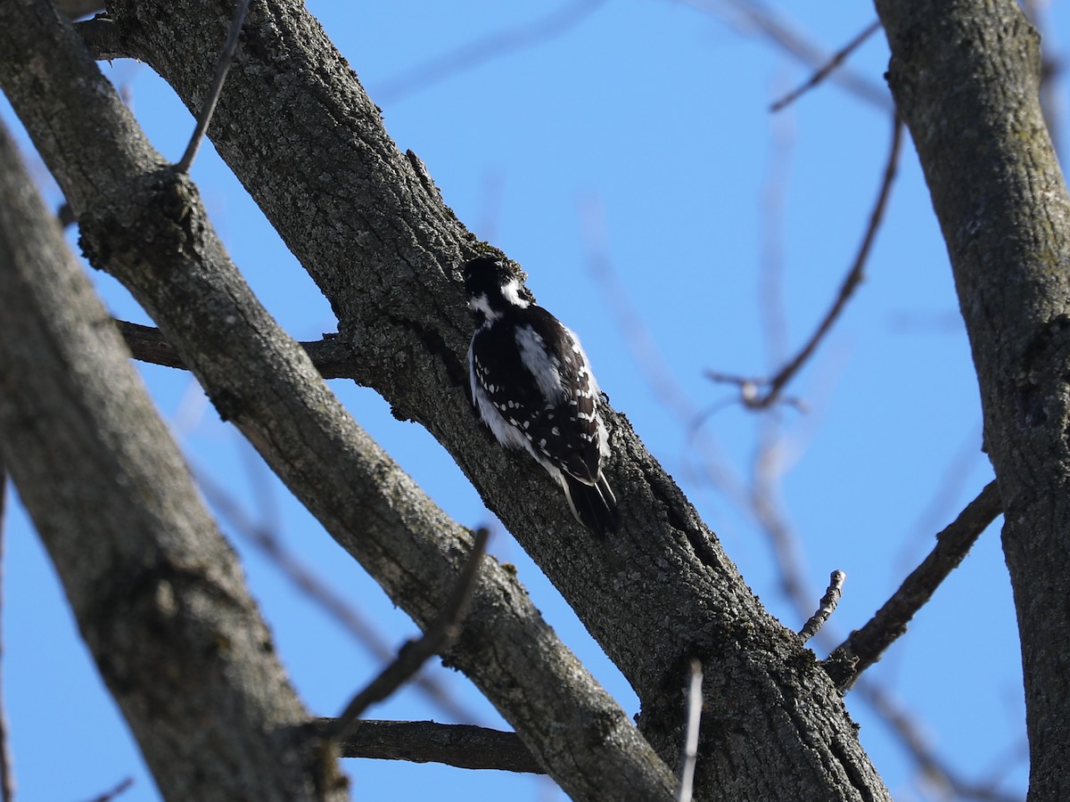 Hairy Woodpecker - ML615185919