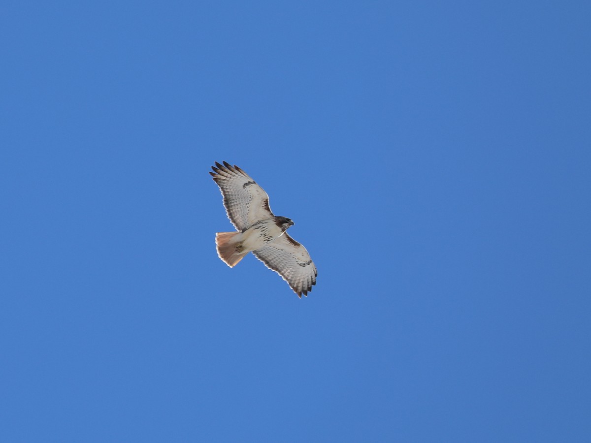 Red-tailed Hawk - ML615185925