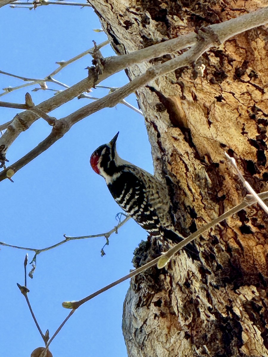 Nuttall's Woodpecker - R Mutt