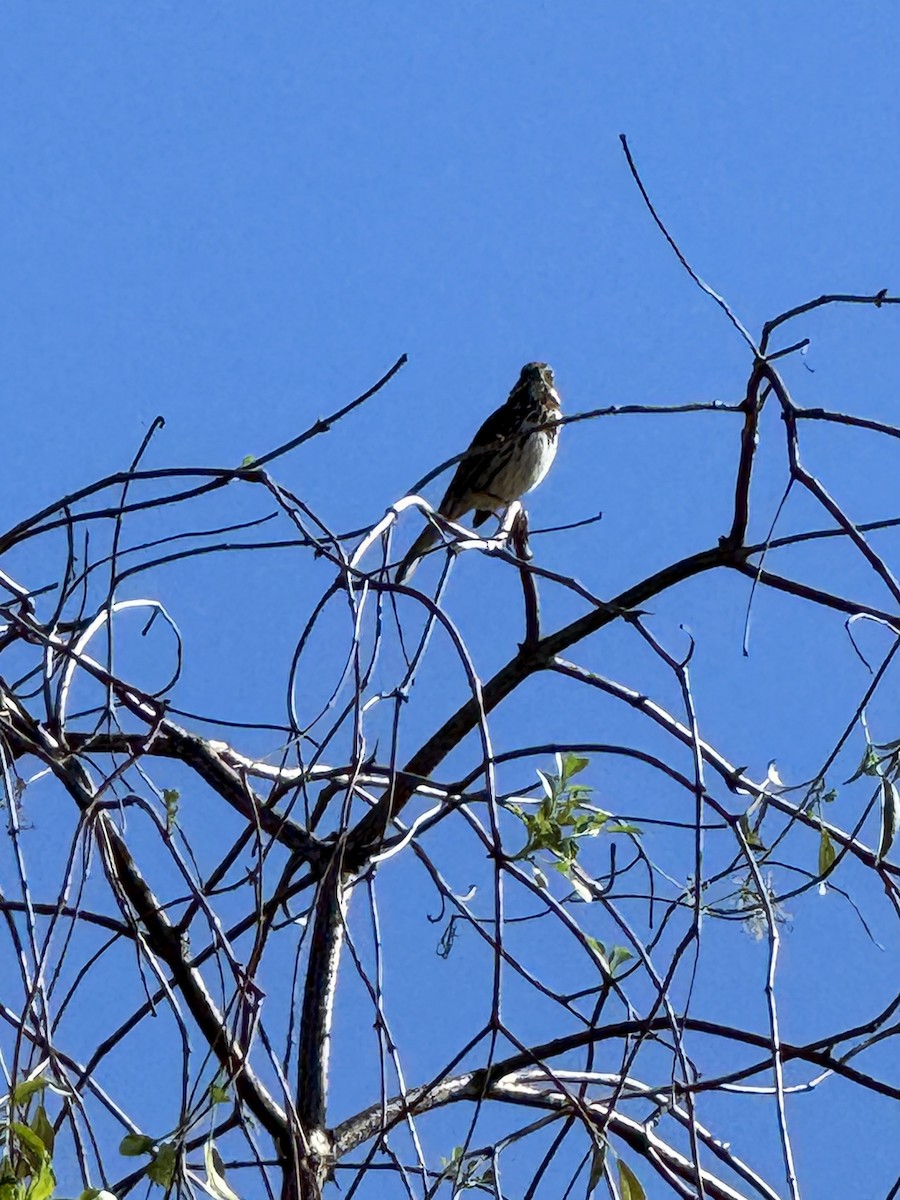 Song Sparrow - R Mutt