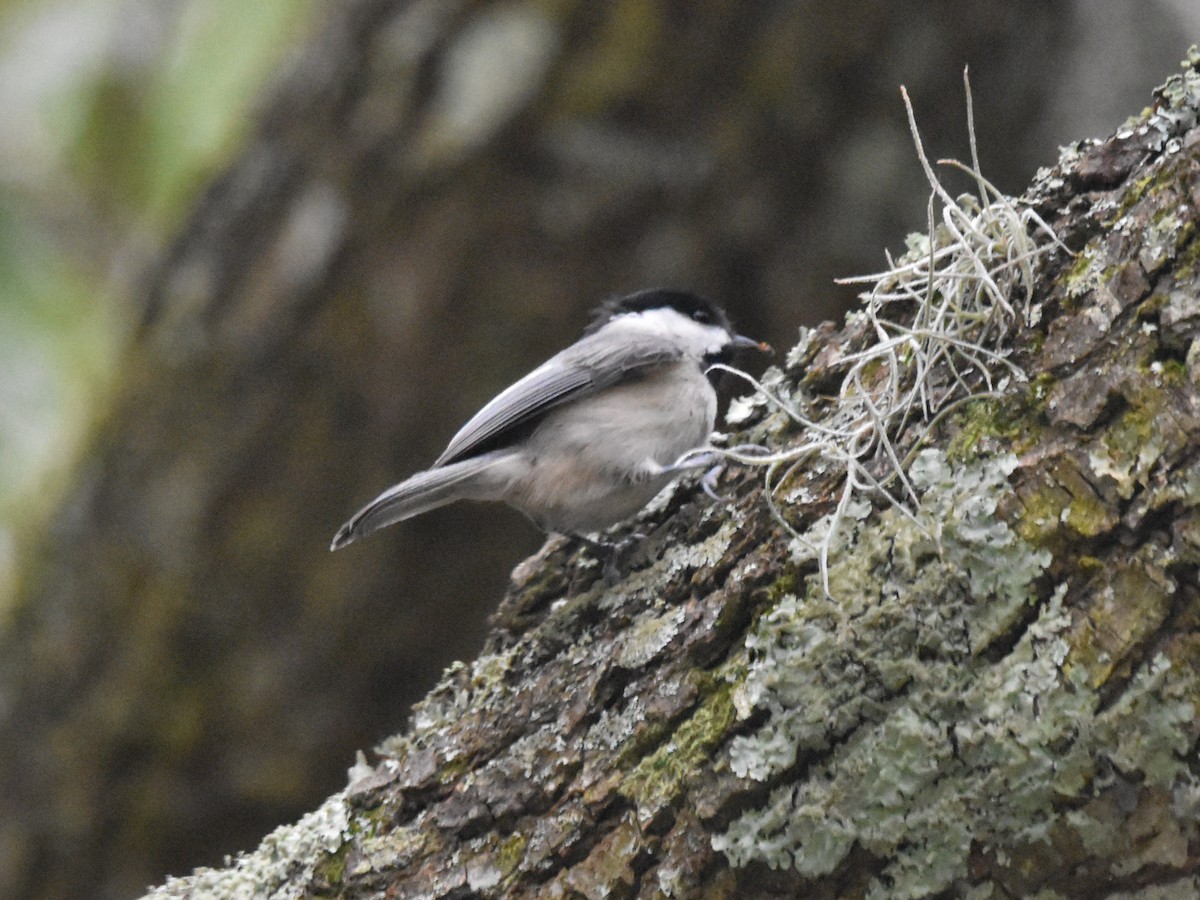 Carolina Chickadee - ML615186090