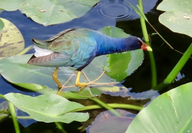 Purple Gallinule - david ellwood