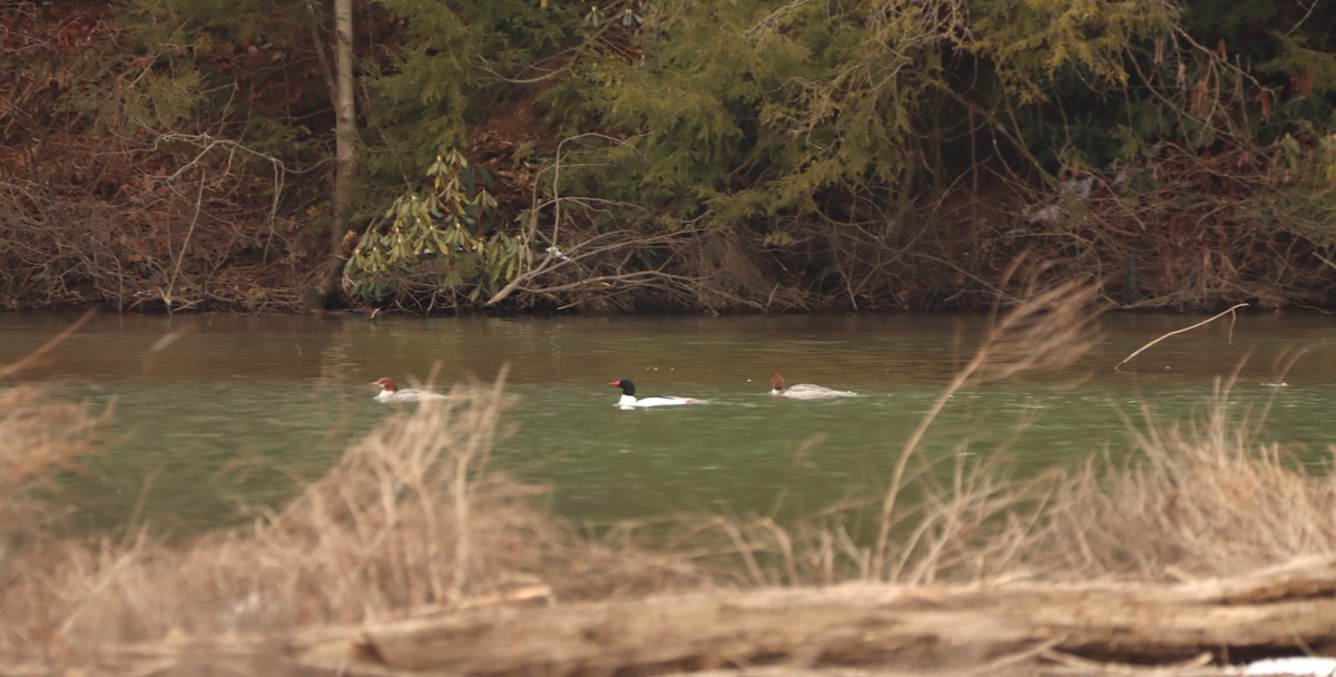 Common Merganser - Tonia Jordan