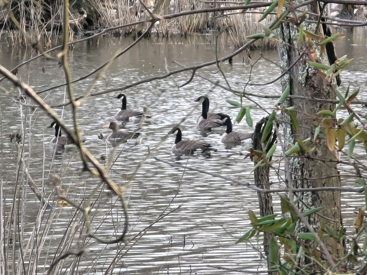 Greater White-fronted Goose - ML615186185