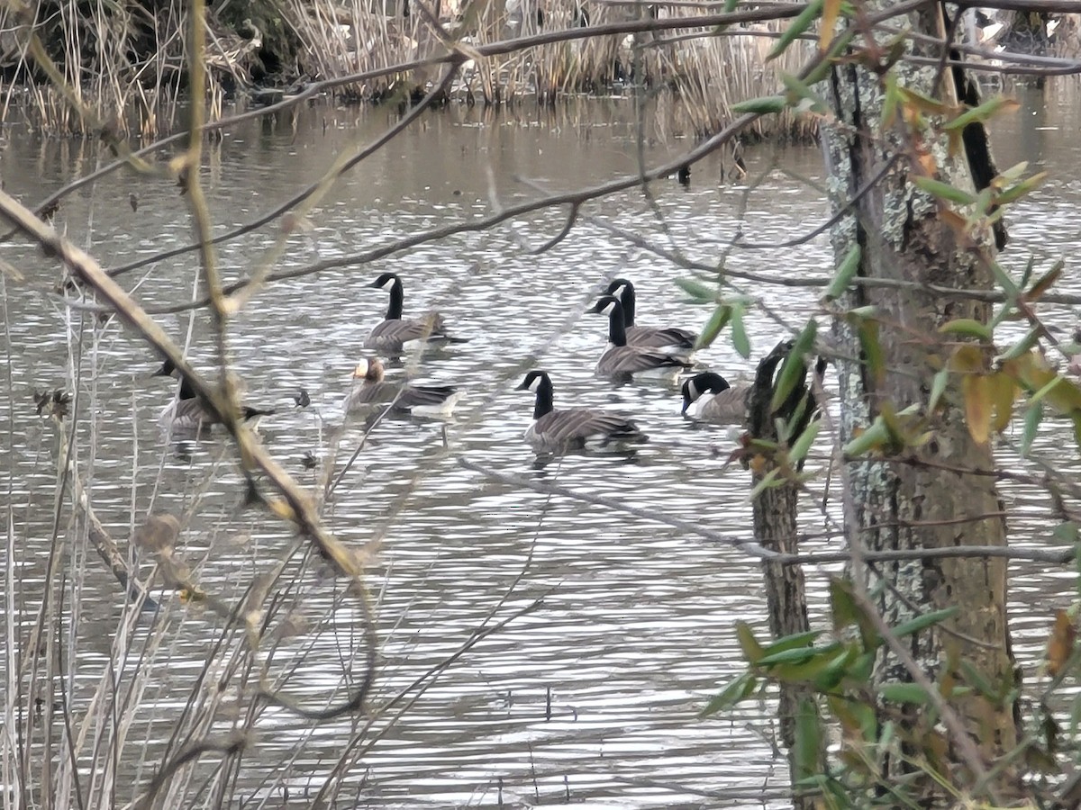 Greater White-fronted Goose - ML615186186