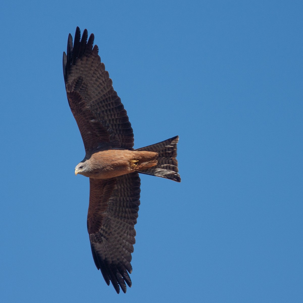 Black Kite - ML615186269