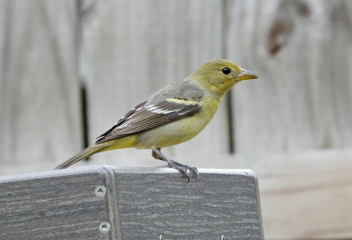 Western Tanager - ML615186296