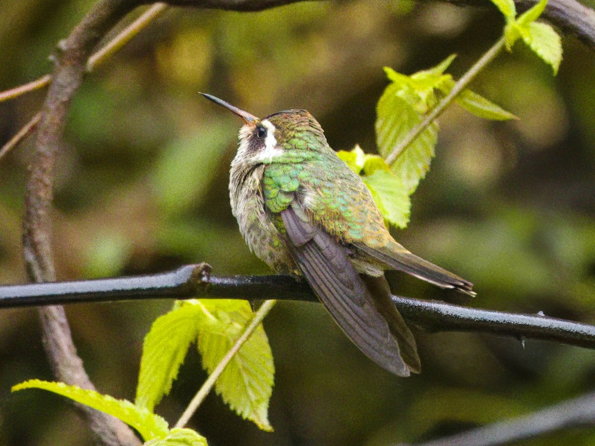 White-eared Hummingbird - ML615186310