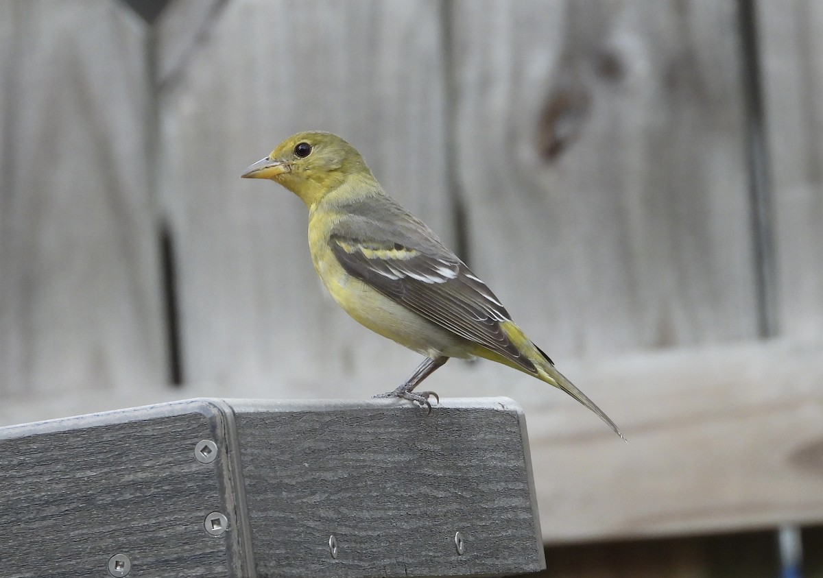 Western Tanager - ML615186330