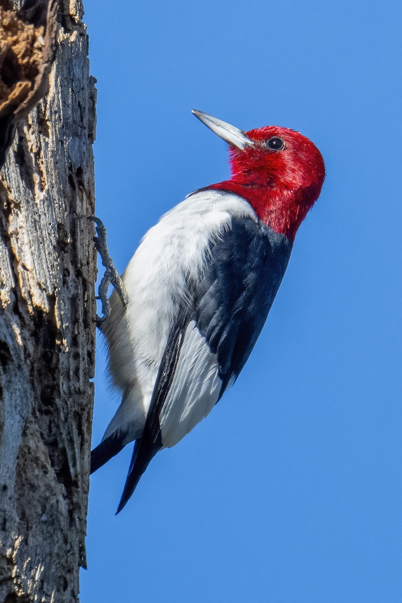 Red-headed Woodpecker - Peter Hawrylyshyn