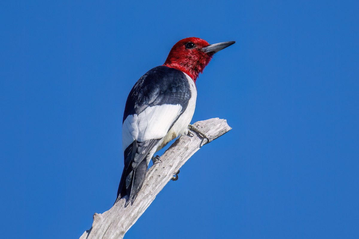 Red-headed Woodpecker - ML615186354