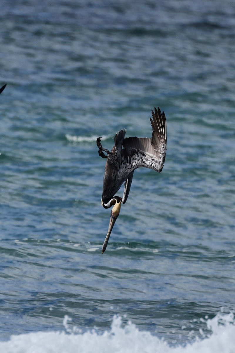 Brown Pelican - ML615186376