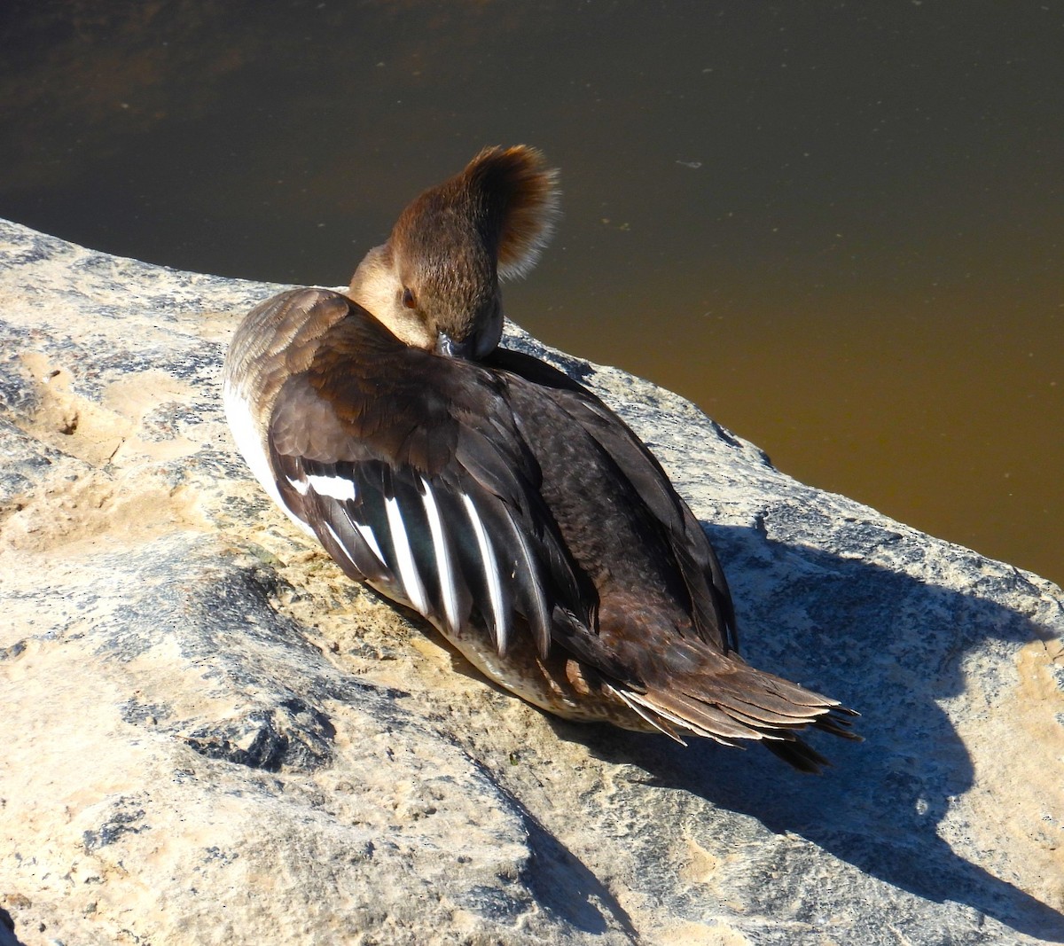 Hooded Merganser - Ellen Tipping