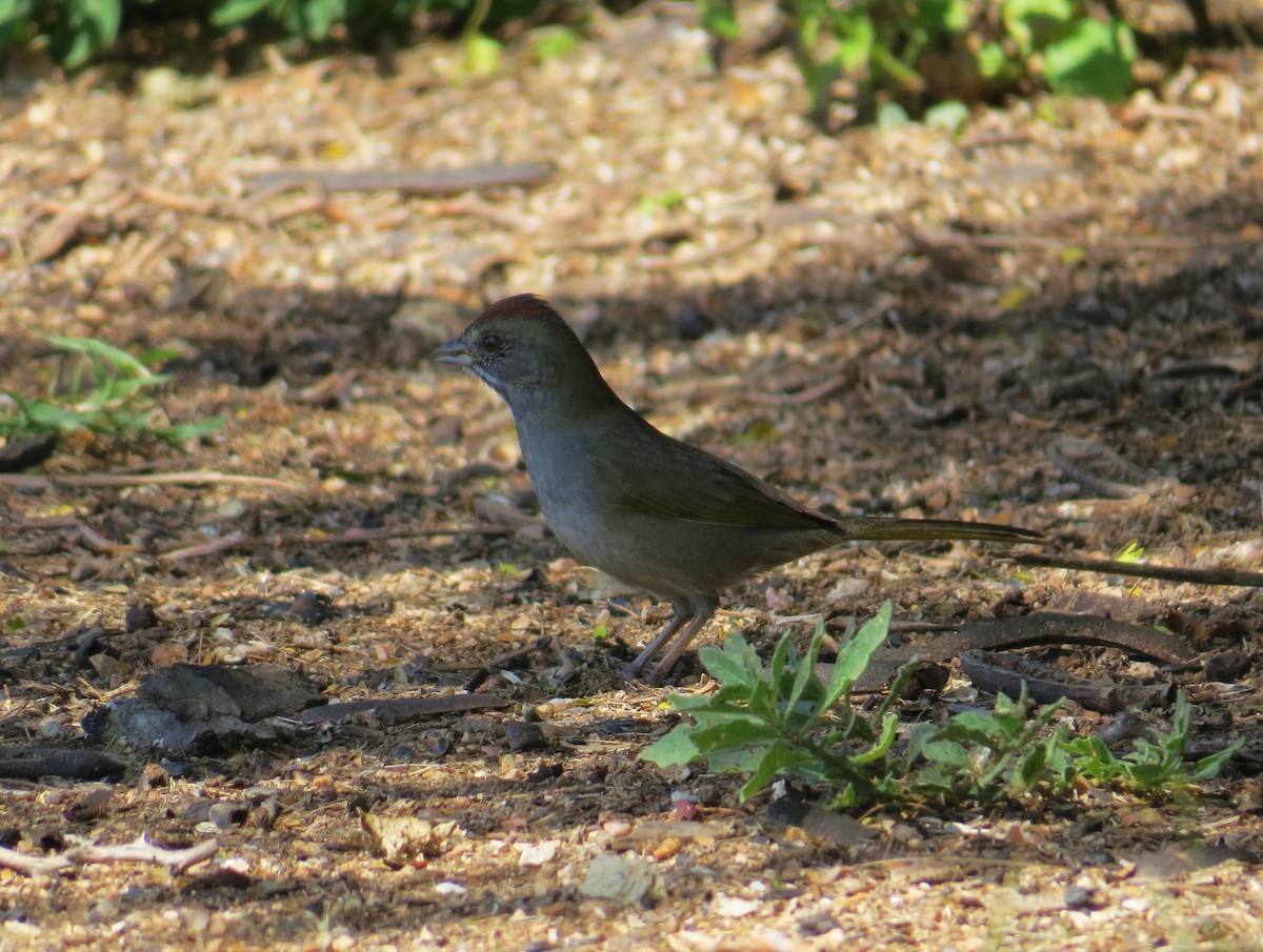 Green-tailed Towhee - ML615186421