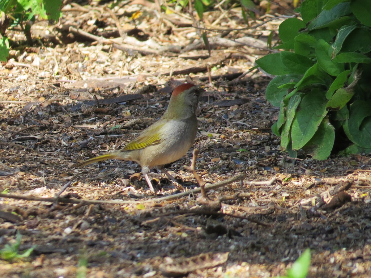 Green-tailed Towhee - ML615186427