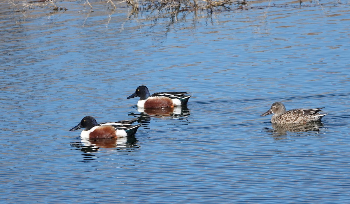 Northern Shoveler - Rene Laubach