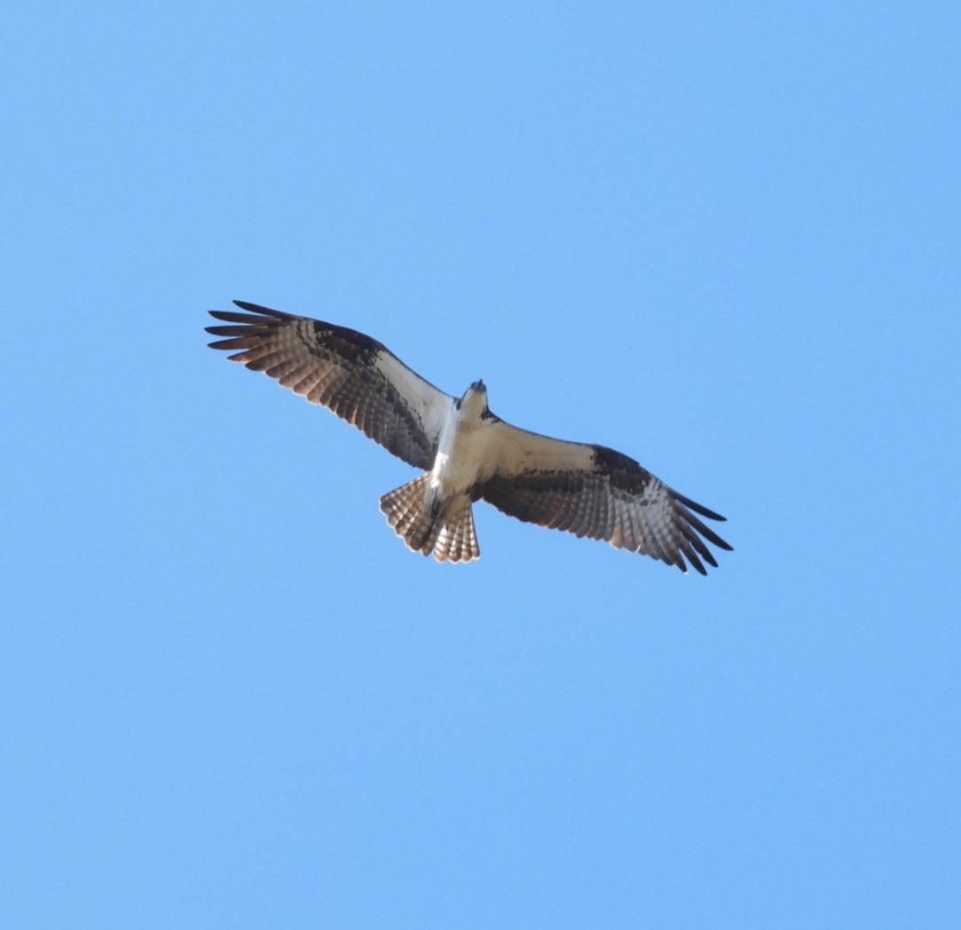 Águila Pescadora - ML615186447