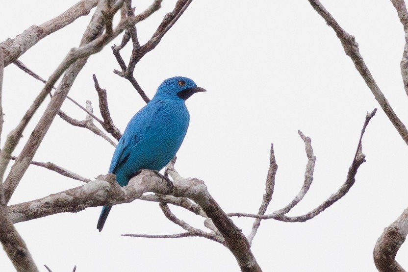 Plum-throated Cotinga - Peter Hellman