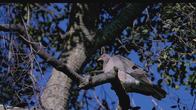 Полосатохвостый голубь - ML615186511