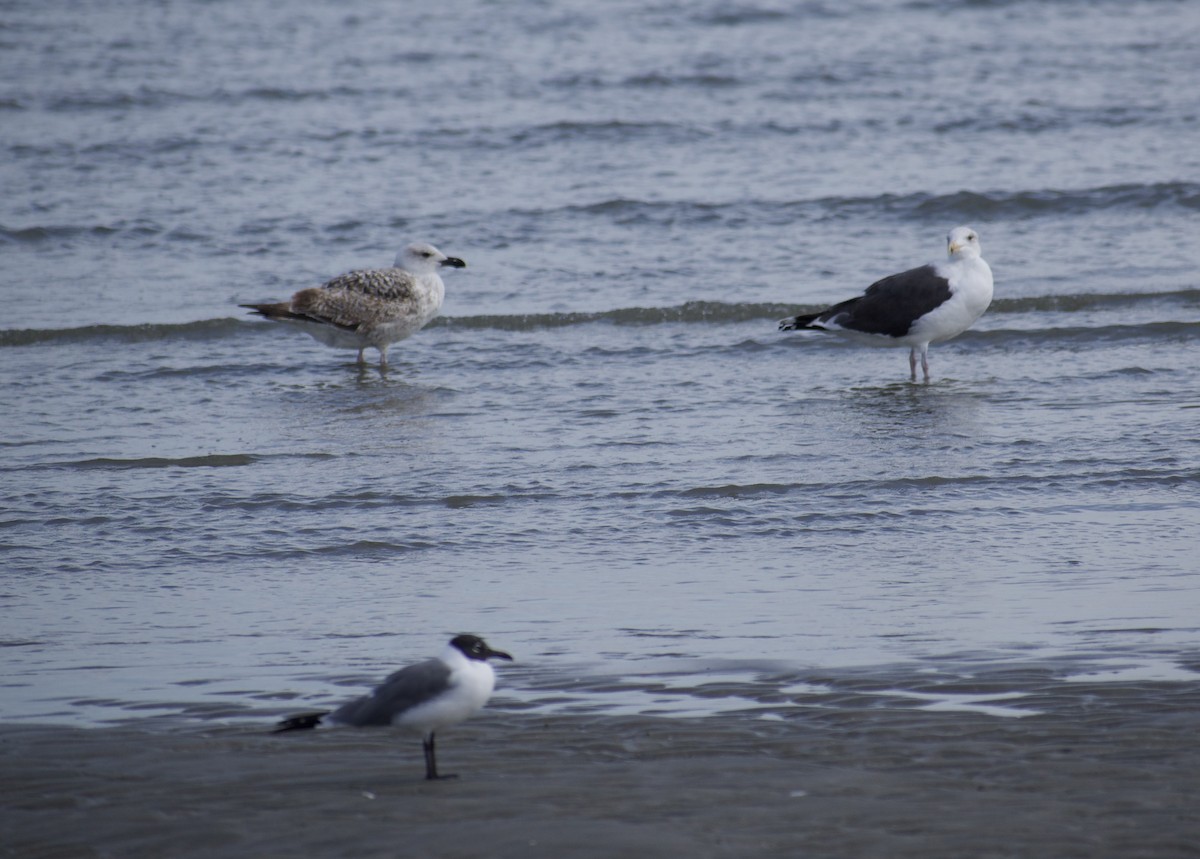 Great Black-backed Gull - ML615186538