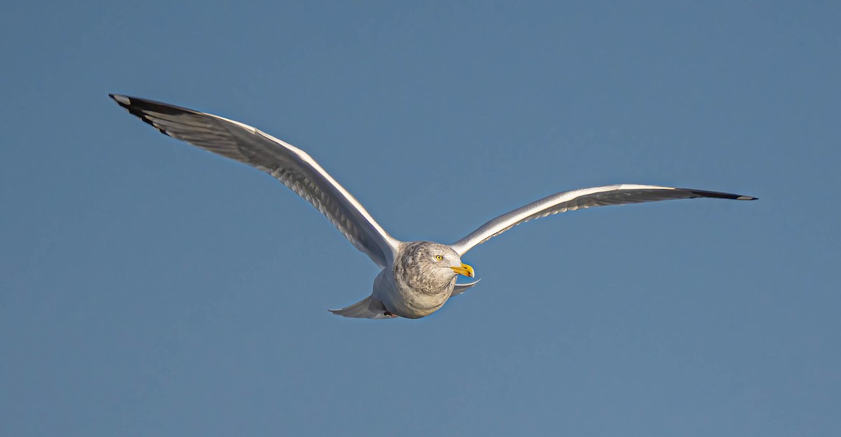 Herring Gull - Courtney Rella