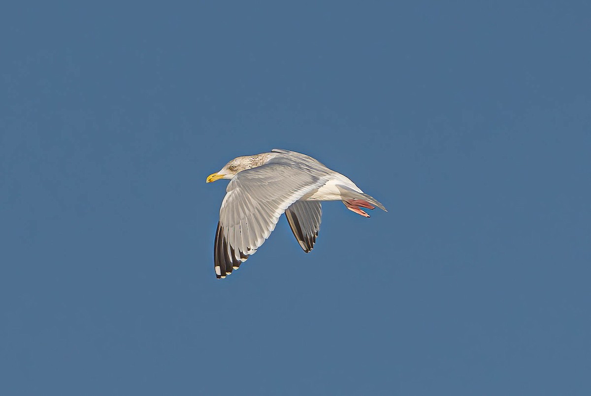 Herring Gull - ML615186556