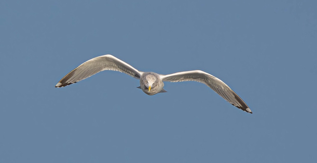 Herring Gull - ML615186560