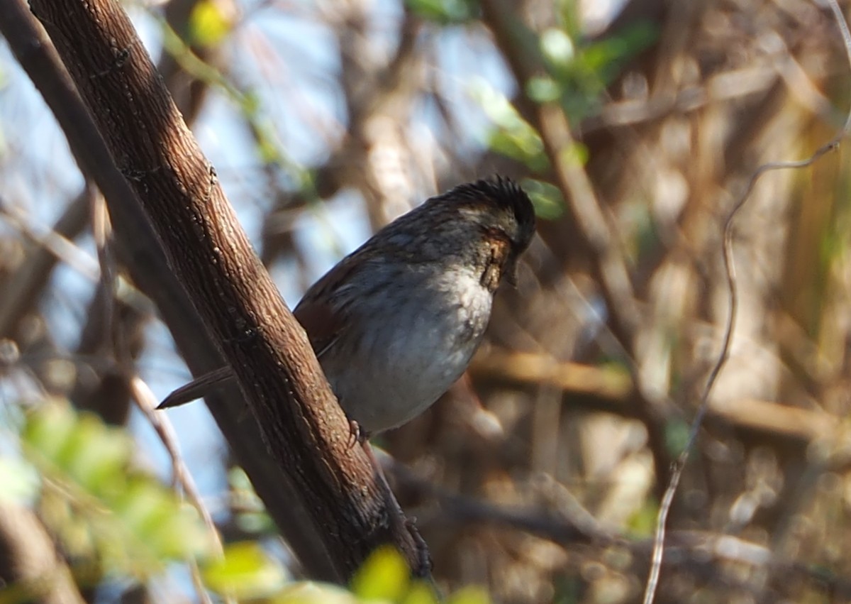 Swamp Sparrow - ML615186597