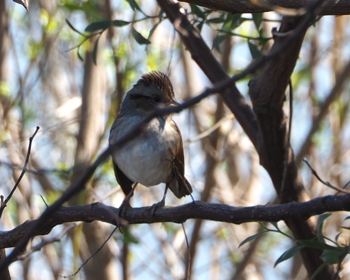 Swamp Sparrow - ML615186598