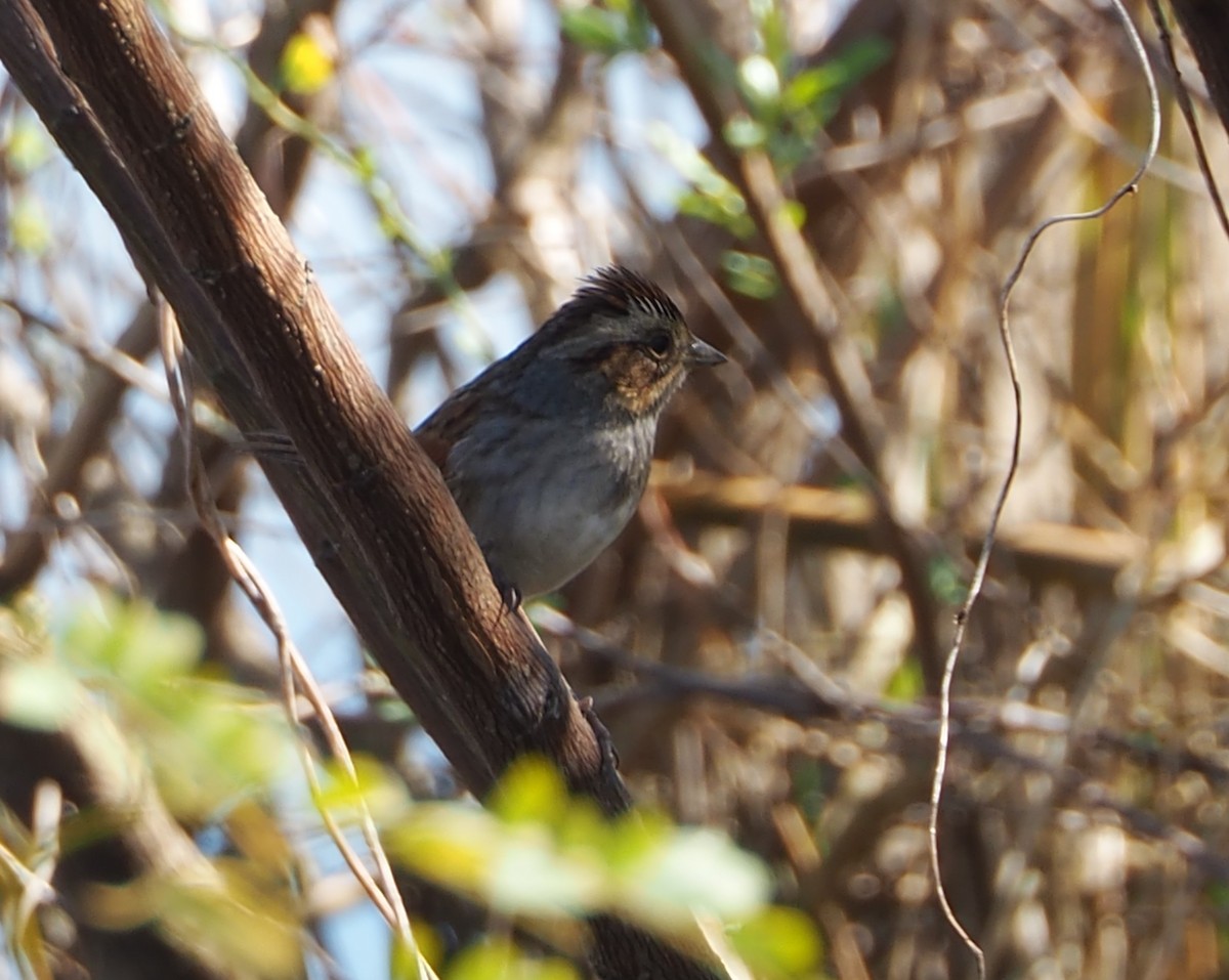 Swamp Sparrow - ML615186599