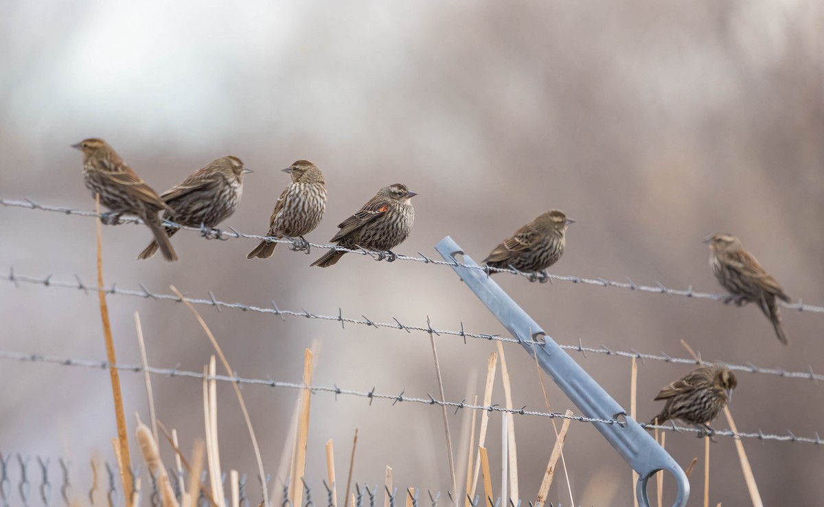 Red-winged Blackbird - ML615186646